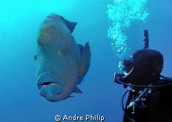 close encounter with a really giant napoleon wrasse... by Andre Philip 